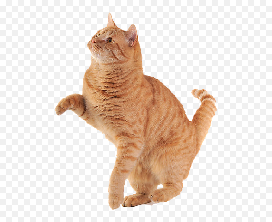 Playing Ginger Cat Transparent Png - Stickpng Cat Png Emoji,Cat Transparent