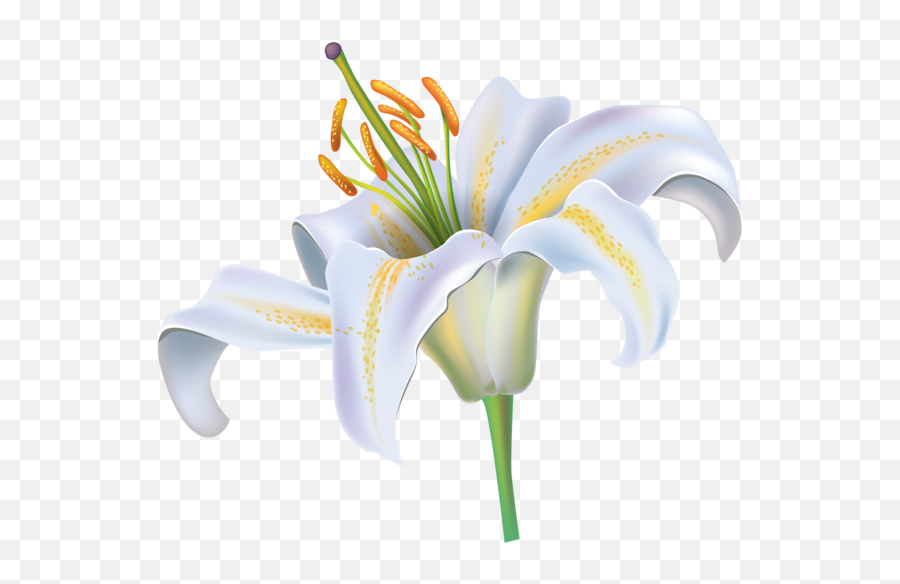 Easter Lily Tiger Lily Lilium Candidum Iris Plant For Easter - Clipart White Lily Png Emoji,Iris Flower Png