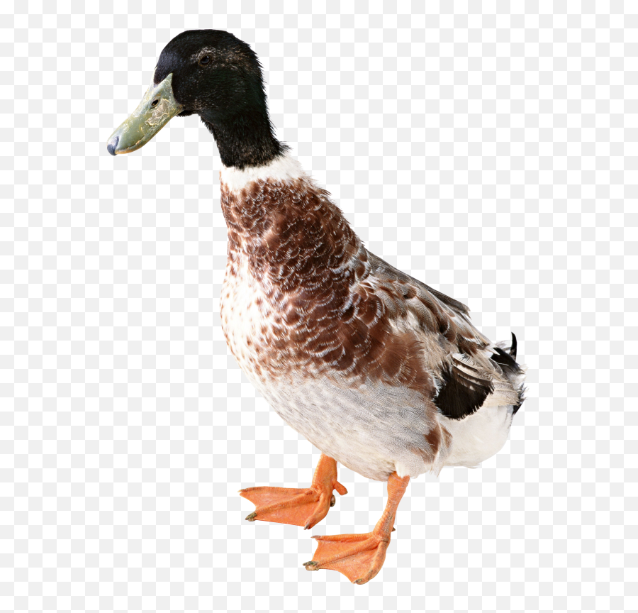 Duck Png Free Download 16 - Country Duck Png Emoji,Duck Png
