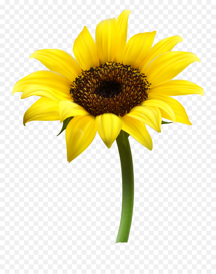 Sunflower Single Transparent Png - Sunflower Transparent Emoji,Sunflower Png