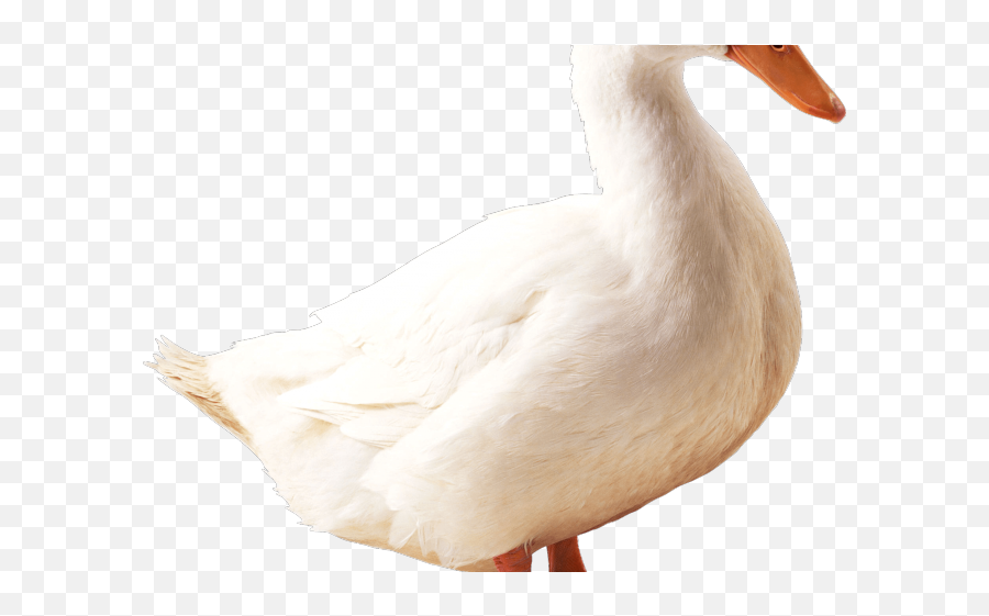 Goose Clipart Transparent - Goose Emoji,Goose Clipart