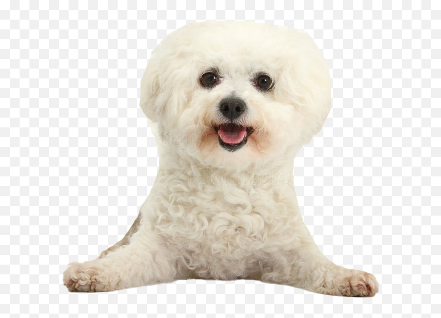 White Poodle Png Clipart - White Bichon Png Crusty Emoji,Poodle Clipart