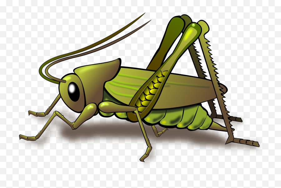 Animated Grasshopper Png Transparent File Png Play - Clipart Grasshopper Emoji,Animated Png