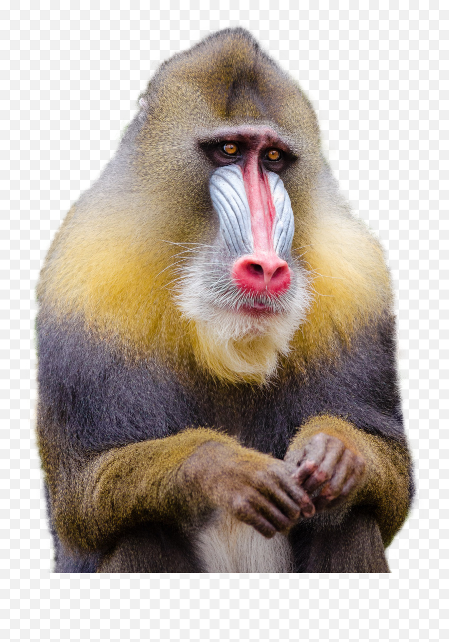 Mandrill Monkey Png Image - Mandrill Monkey Png Emoji,Monkey Png