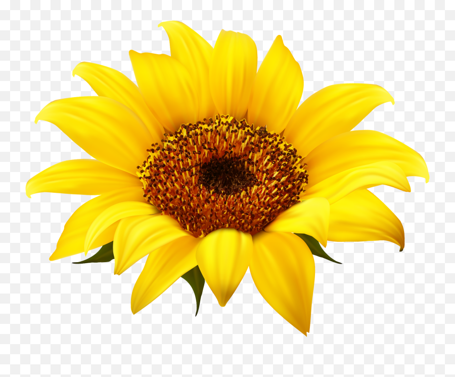 Sunflower Png Clipart - Sunflower Clipart Emoji,Sunflower Png