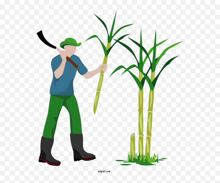 Holidays Plant Grass Grass Family For Pongal - Pongal Emoji,Grass Clipart Transparent Background