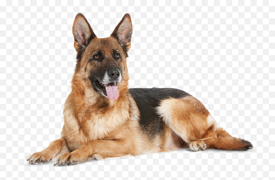 German Shepherd Dog Transparent - German Shepherd Png Emoji,Dog Transparent Background