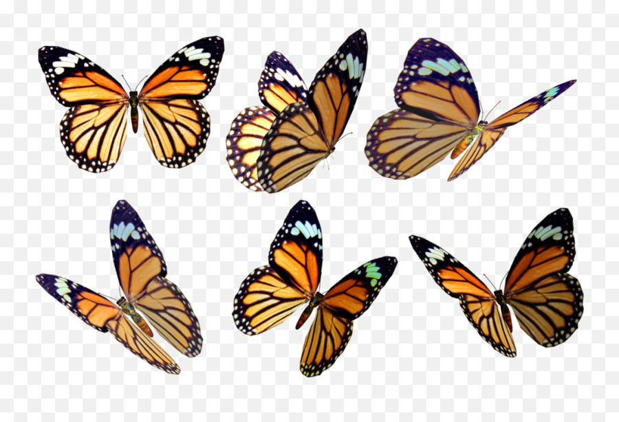 Monarch Butterfly Png Photo Png All - Butterfly Png Stock Emoji,Butterfly Png
