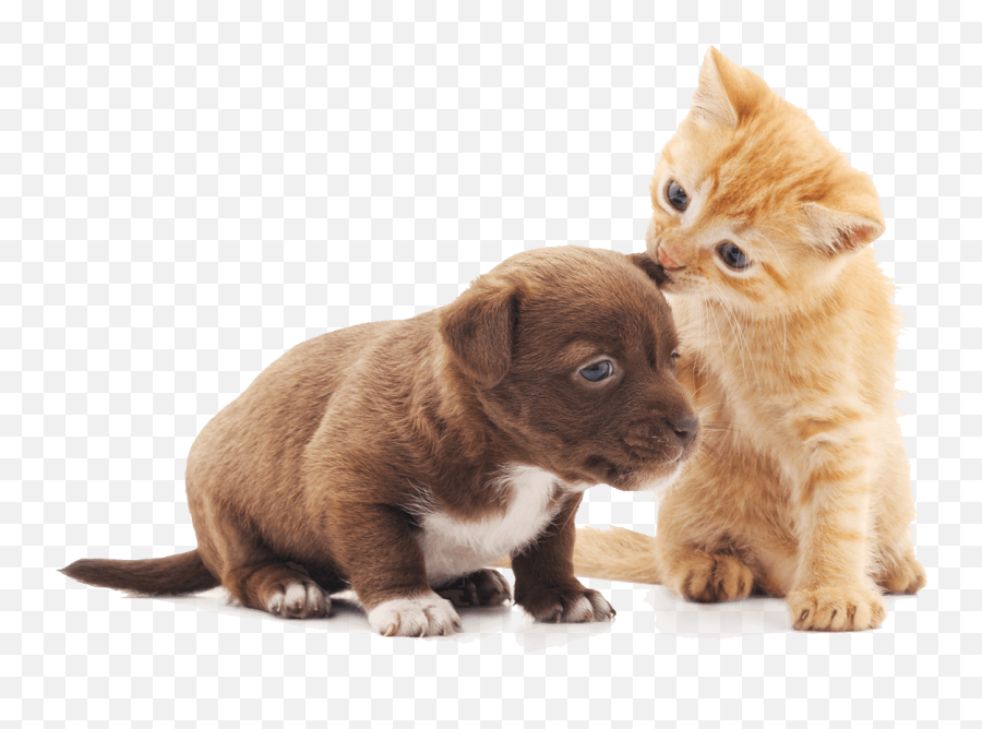 Wellness - Puppy And Kitten Png Emoji,Kitten Png