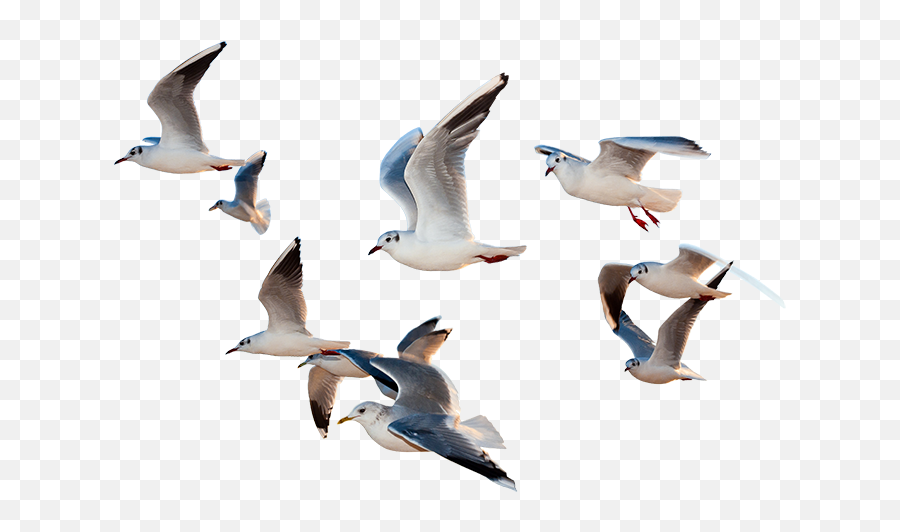 Download Birds Flying Png - Hd Png Bird Fly Emoji,Birds Flying Png