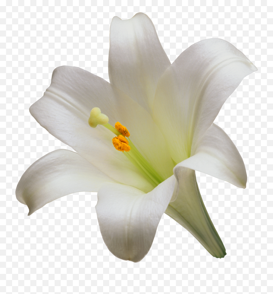 Lilium Png - Lilium Candidum Flower Png Emoji,Flor Png