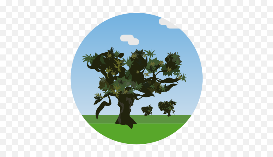 La Palma Canary Islands Tree Linden Forest Nature Emoji,Bonsai Tree Clipart
