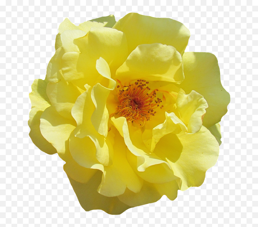 Flowers Bloom Garden Roses Blossom Yellow Rose - 20 Inch By 30 Emoji,Yellow Flowers Png