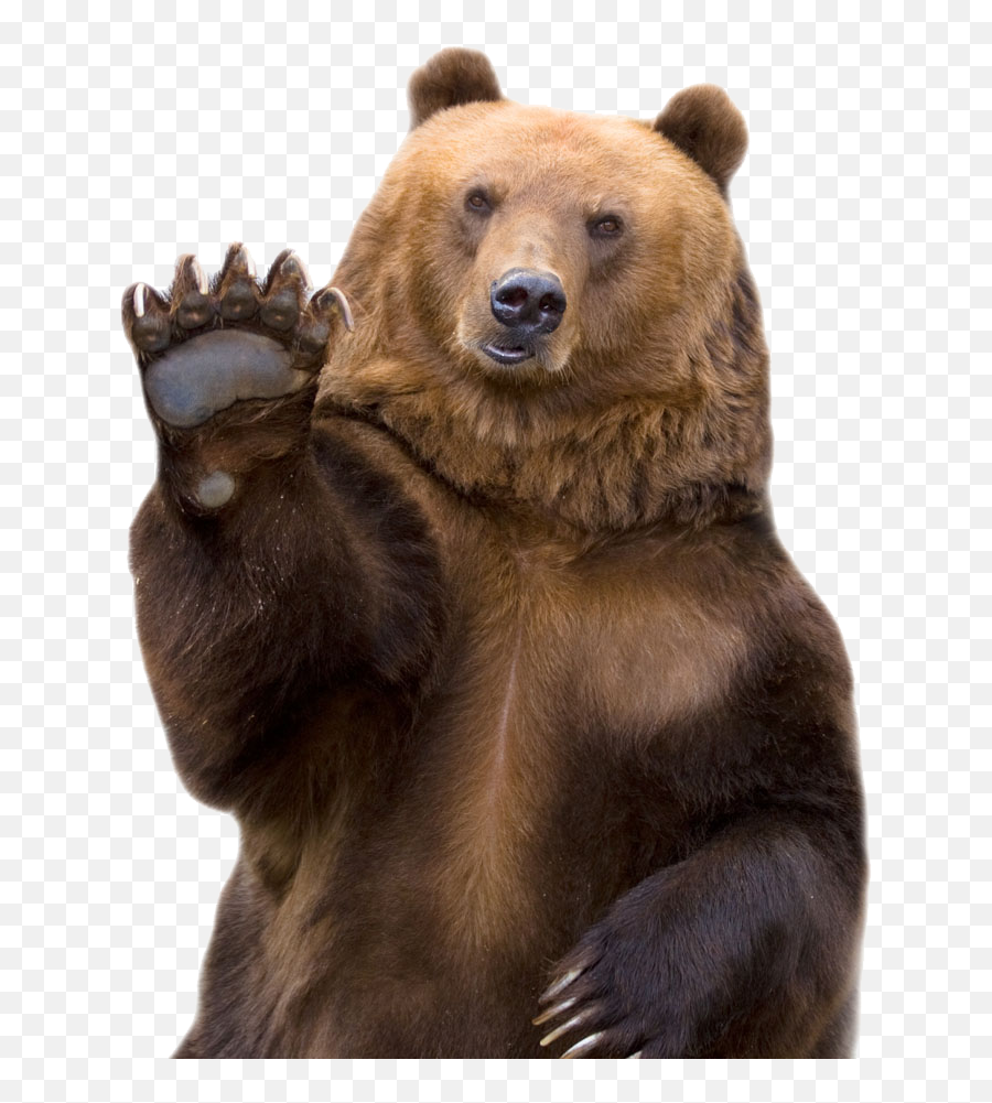 Brown Bear Transparent Image - Bear Waving Transparent Background Emoji,Bear Transparent