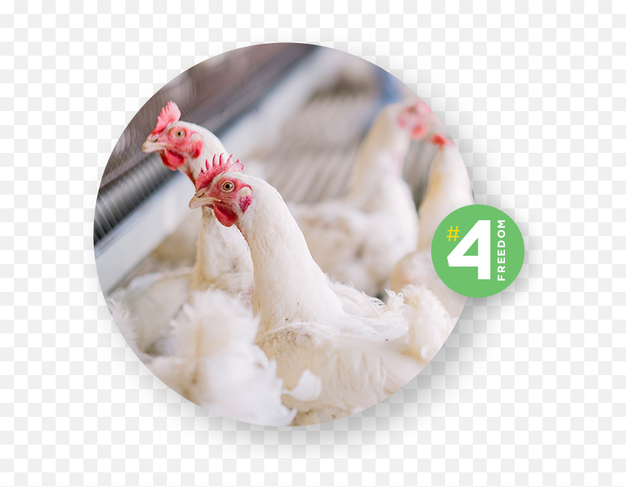 Broiler Chicken - Comb Emoji,Rooster Png