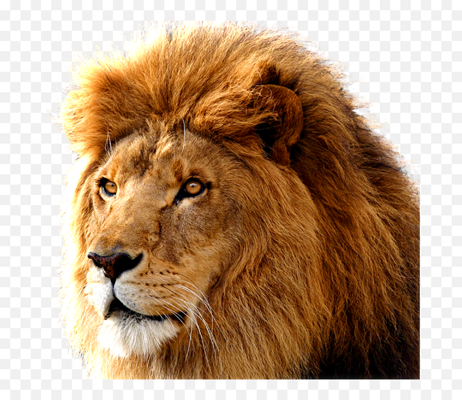 Lion Large Head Transparent Png - Lion Png Hd Emoji,Lion Png