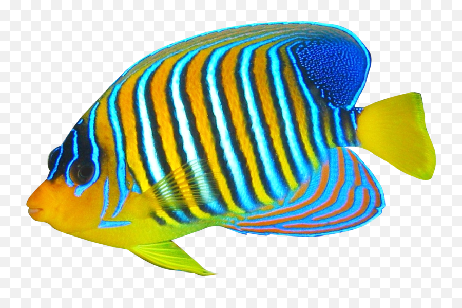Angelfish Png Image Angel Fish Free Png Png Images - Png Image Ocean Fish Transparent Background Emoji,School Of Fish Png