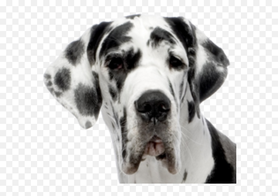 Dolmanian Dog Face Png - Harlequin Great Dane Emoji,Dog Face Png