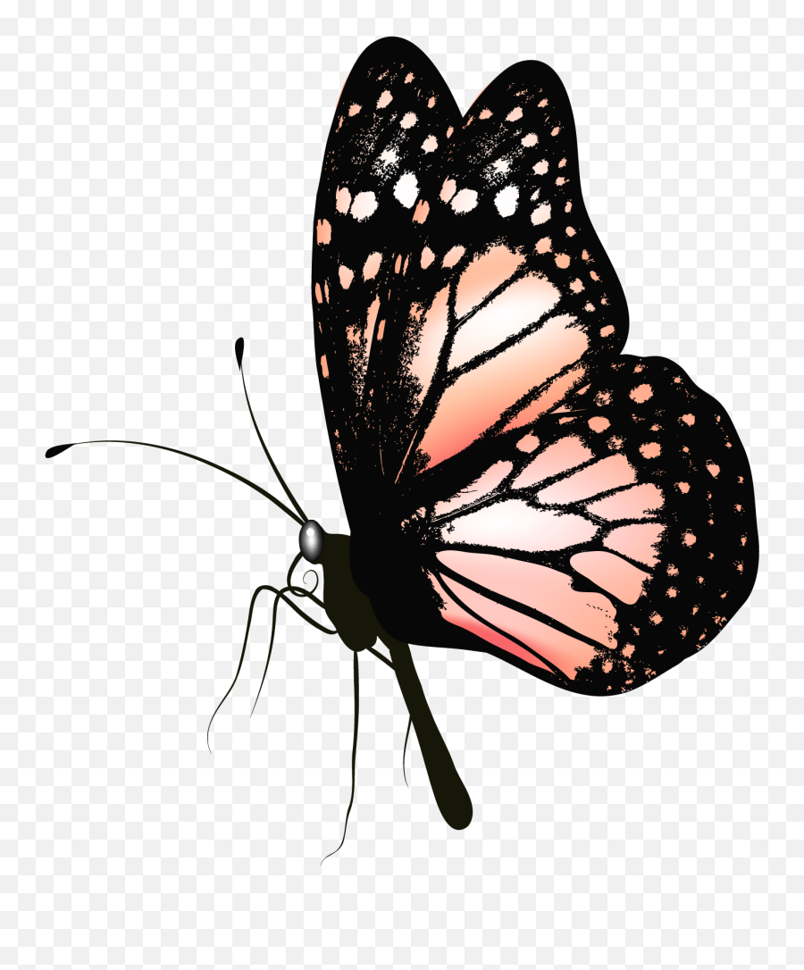 Download Hd Realistic Butterfly Clipart Transparent Png Emoji,Butterfly Clipart Transparent Background