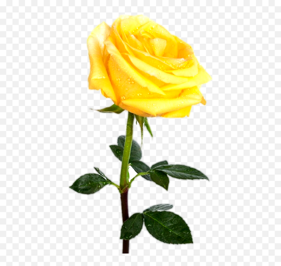 Yellw Rose Png Transparent Images Free - Yellow Single Rose Flower Emoji,Rose Transparent Background