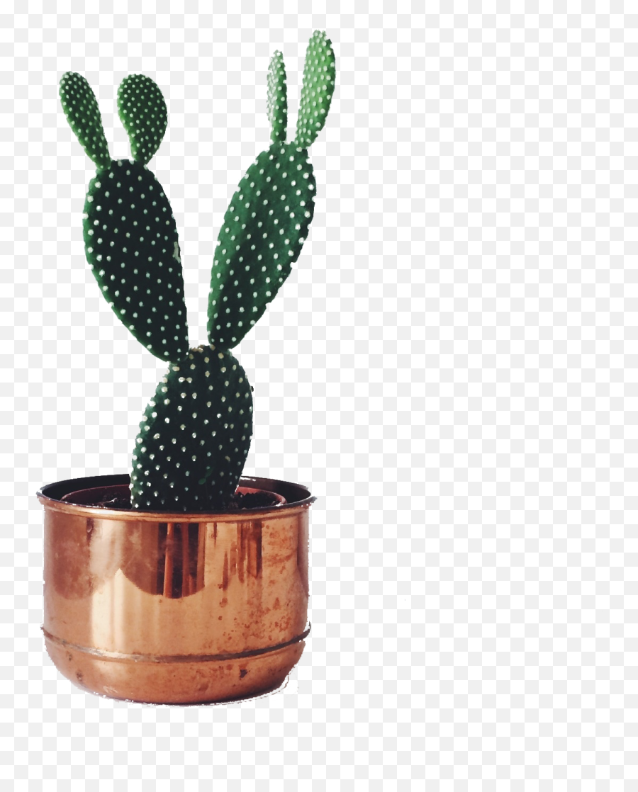 Cactaceae Succulent Plant Houseplant - Cactus Pot Plant Emoji,Cactus Transparent Background