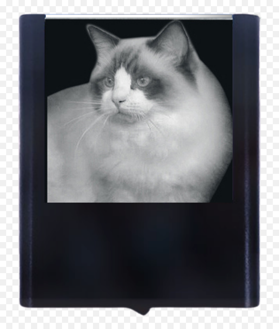 Ragdoll Cat Engraved Glass Led Night - Picture Frame Emoji,Ragdoll Logo