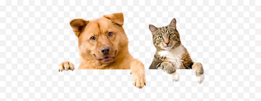 Cat And Dog Transparent Background Free Png Images - Rspca Emoji,Cat Transparent