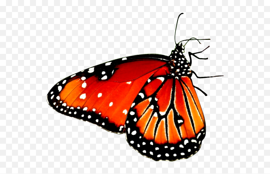 Flower Sitting Butterfly Png Image - Transparent Background Butterfly Red Emoji,Butterflies Png