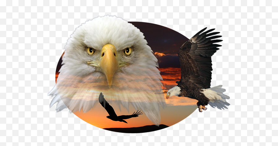 The Bald Eagle 2 T - Shirt For Sale By Shane Bechler Emoji,Bald Eagle Transparent Background