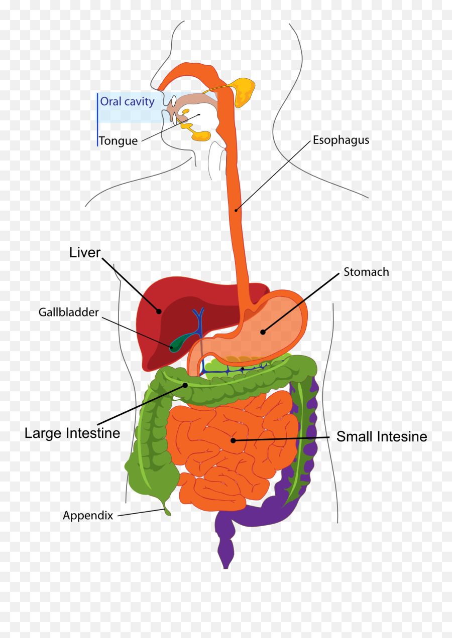 Digestive System Clip Art At Clker - Simple The Digestive System Emoji,Liver Clipart