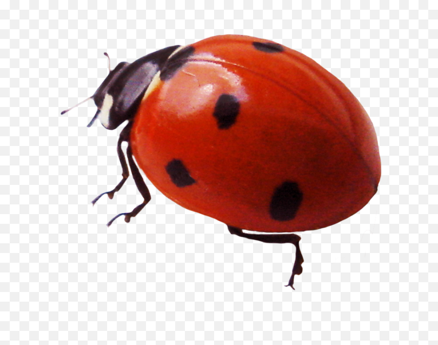 Ladybug Clipart - Real Lady Bug Png Emoji,Ladybug Clipart