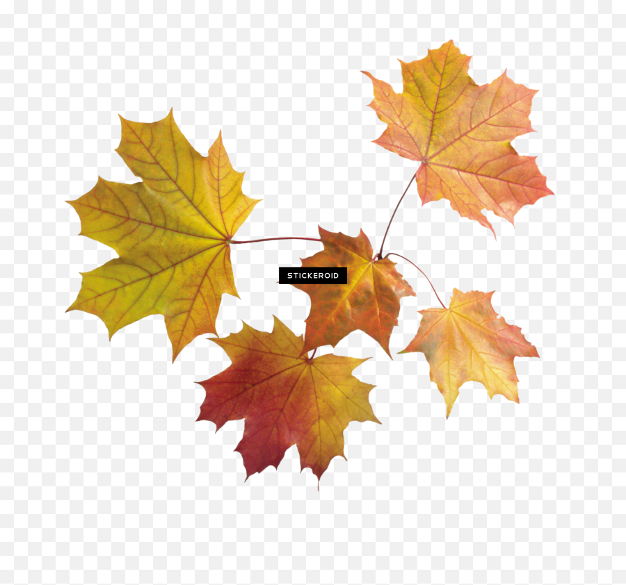 Autumn Leaf Leaves - Portable Network Graphics Emoji,Leaf Transparent Background