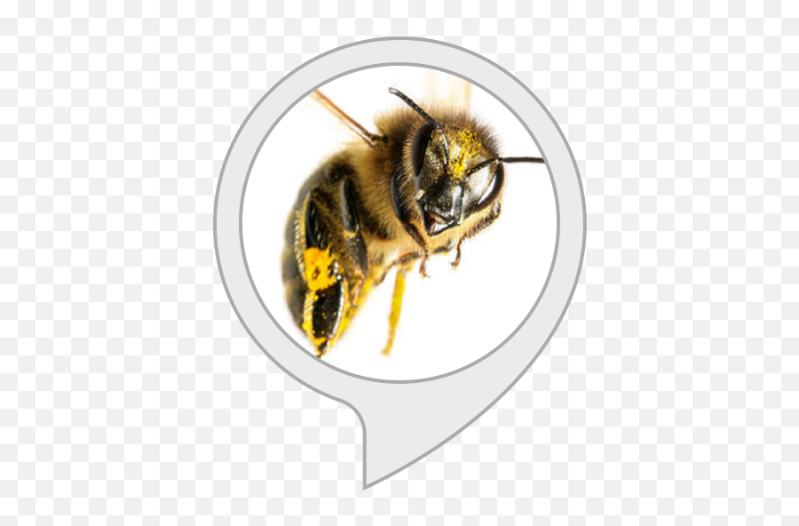 Alexa Skills - Future Synthetic Biology Emoji,Bee Movie Png