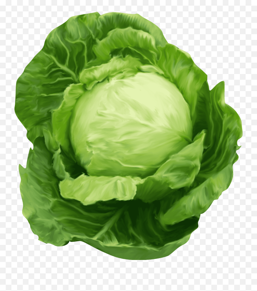 Vegetables Cabbage Vegetable - Cabbage Png Emoji,Vegetables Clipart