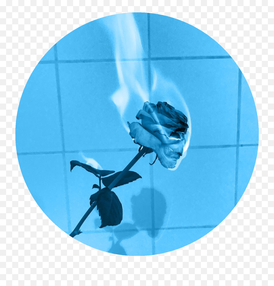 Rose On Fire Pretty Transparent Png - Blue Aesthetic Pfp Emoji,Fire Circle Png