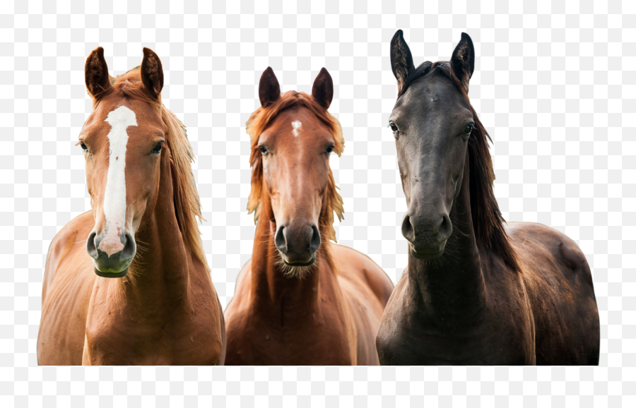 Horsemammalvertebratehairmanemustan 1002985 - Png Emoji,Mustang Horse Png