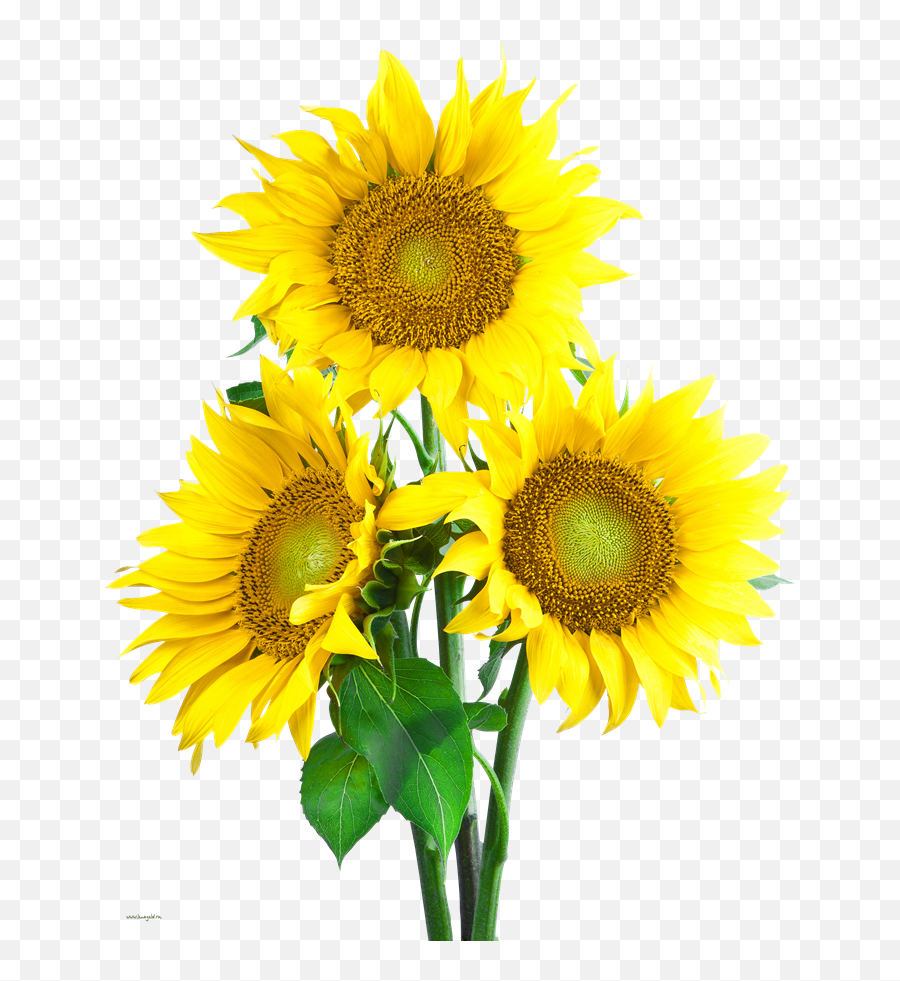 Sunflower Png Images Transparent - Transparent Background Sunflower Png Emoji,Sunflower Png