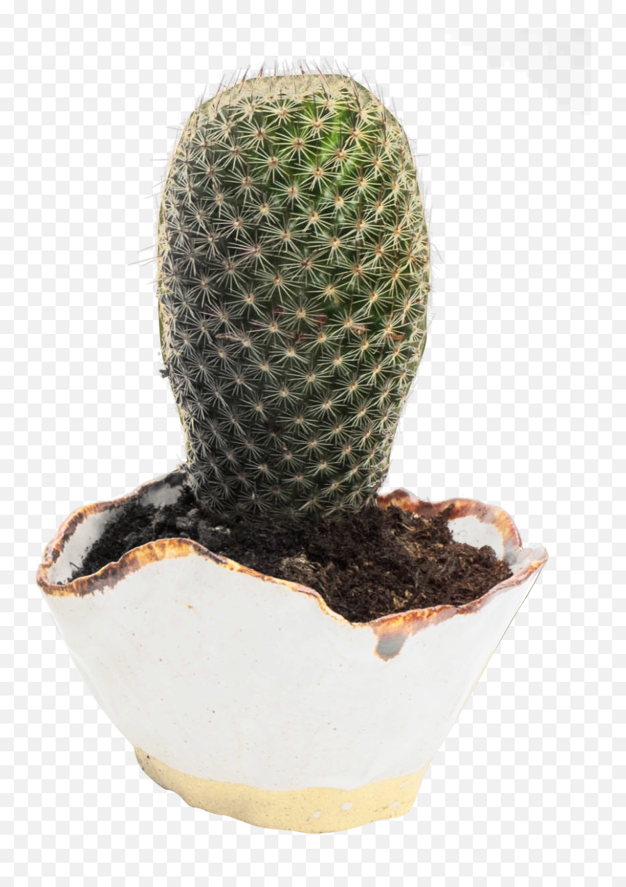 Cactus Png Image Emoji,Cactus Transparent Background