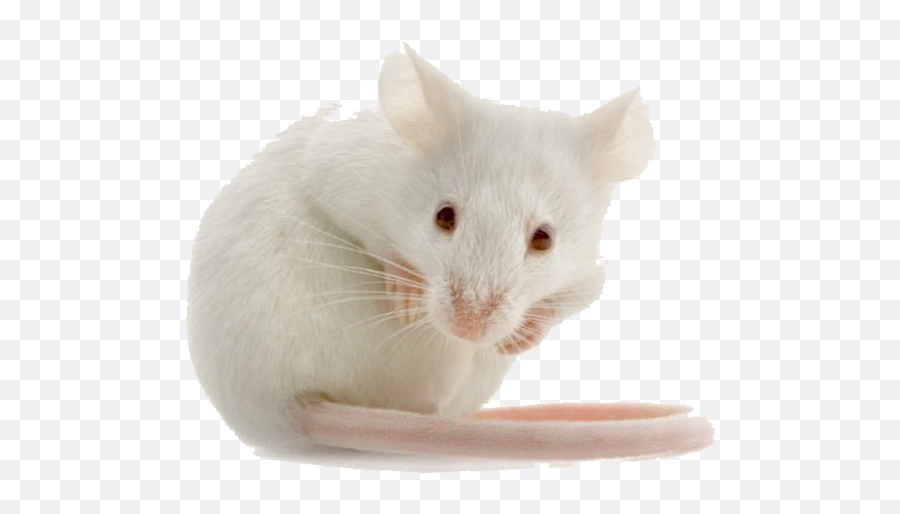 Mouse Png Images Transparent Background - Adult Mice Emoji,Mouse Transparent Background