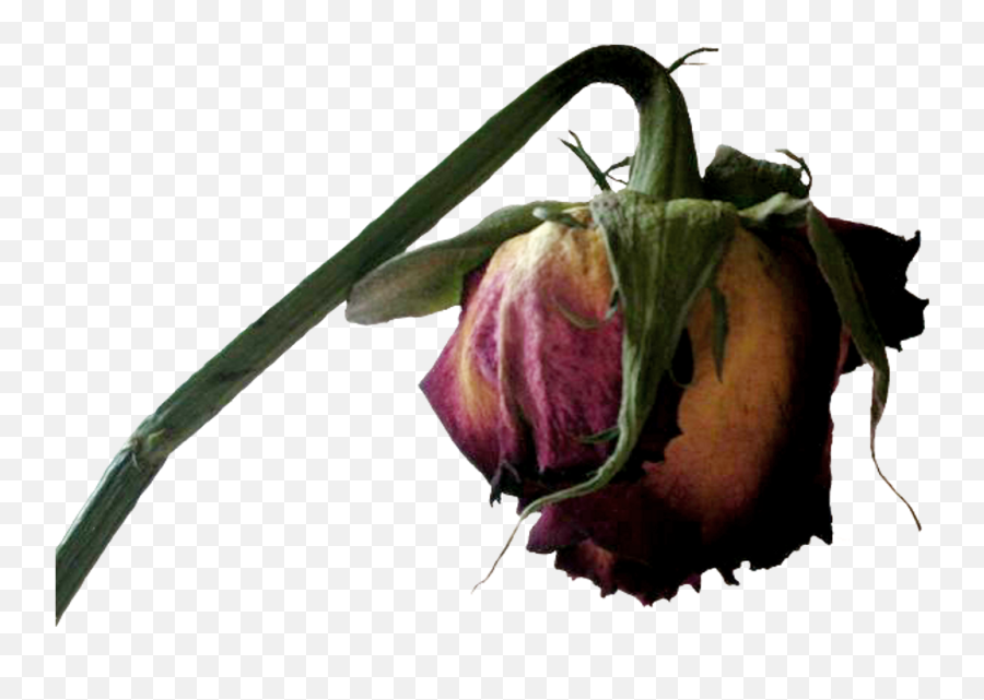 Transparent Dead Flower Clipart Png Download - Dead Dead Flowers Transparent Emoji,Flowers Transparent Background
