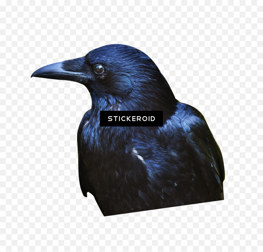 Download Crow Hd Birds - Crow Full Size Png Image Pngkit Emoji,Crow Transparent Background