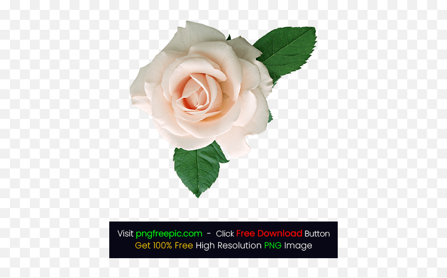 White Rose Flower Png - Red Rose Flower Png Images Free Emoji,White Roses Png
