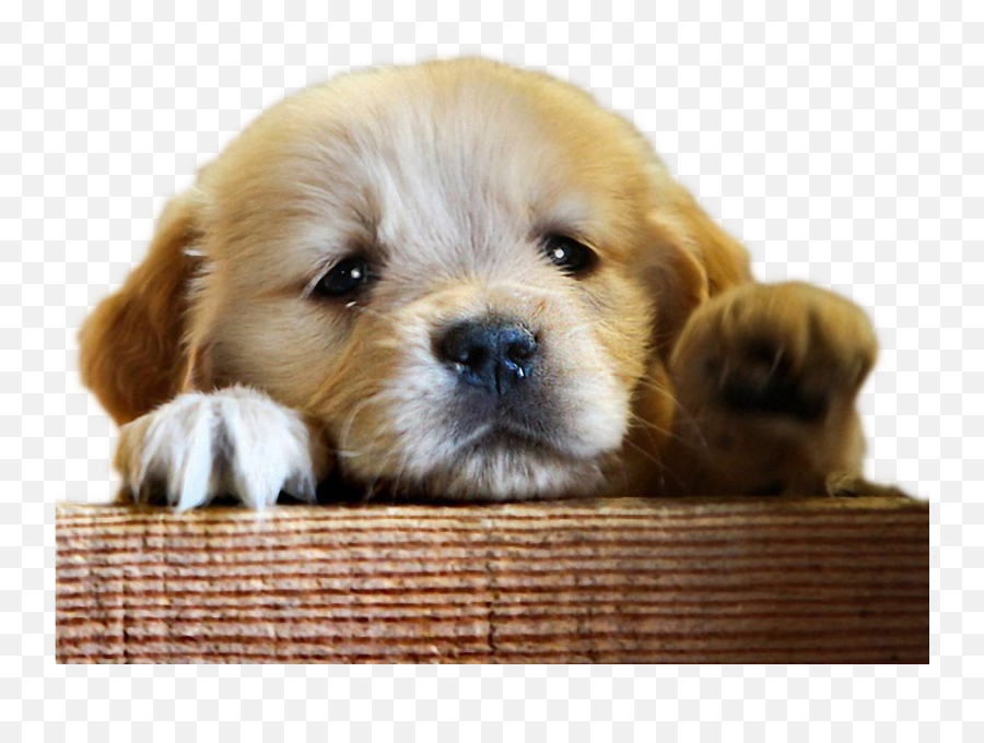 Sad - Dog Golden Retriever Bye Bye Full Size Png Download Emoji,Sad Dog Png