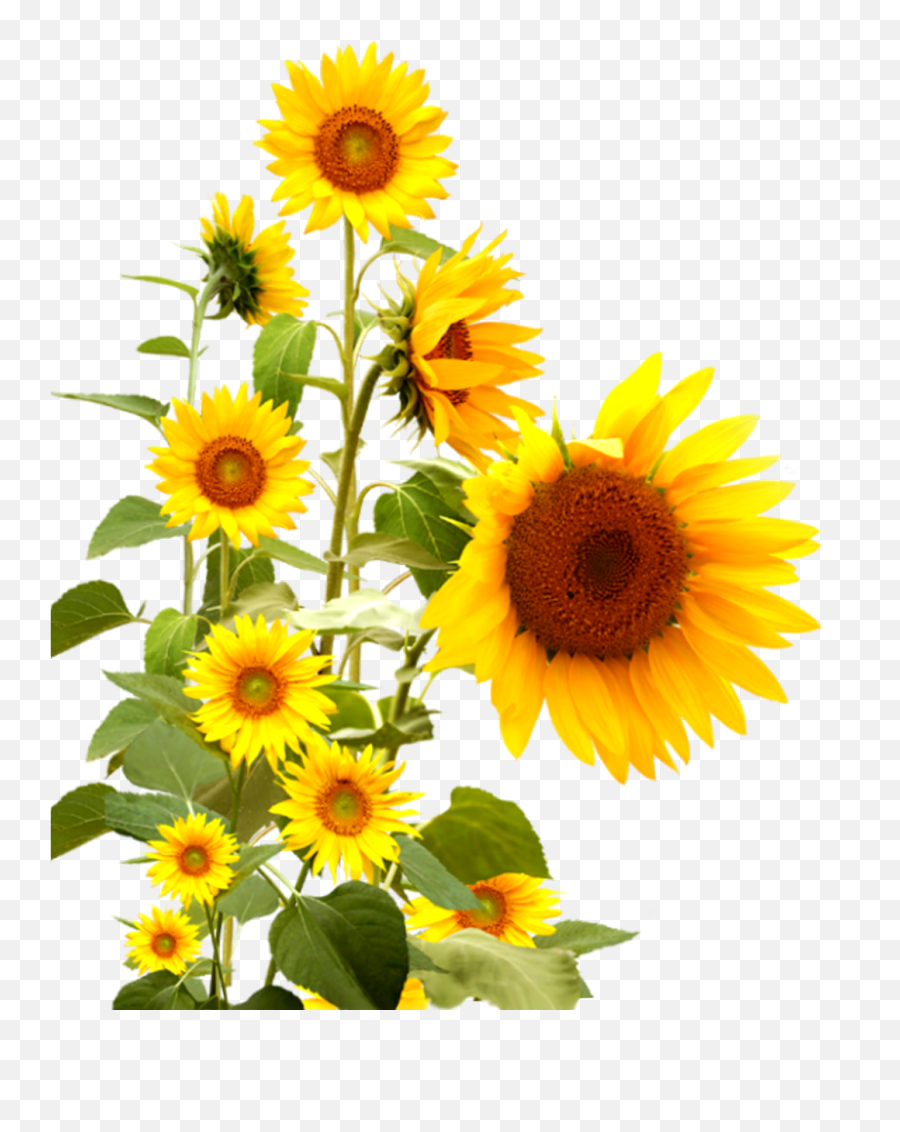 Real Sunflower Png Images Transparent - Sunflower Group Png Emoji,Sunflower Png