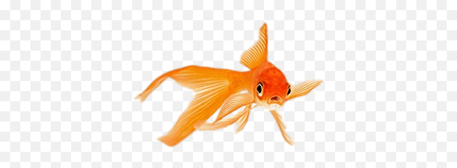 Goldfish In A Fish Bowl Transparent Png - Stickpng Peces De Aletas Largas Emoji,Fish Bowl Clipart