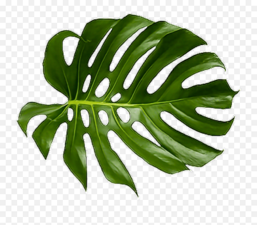 Download Tropical Palm Png - Aesthetic Tropical Leaf Png Emoji,Palm Leaves Png