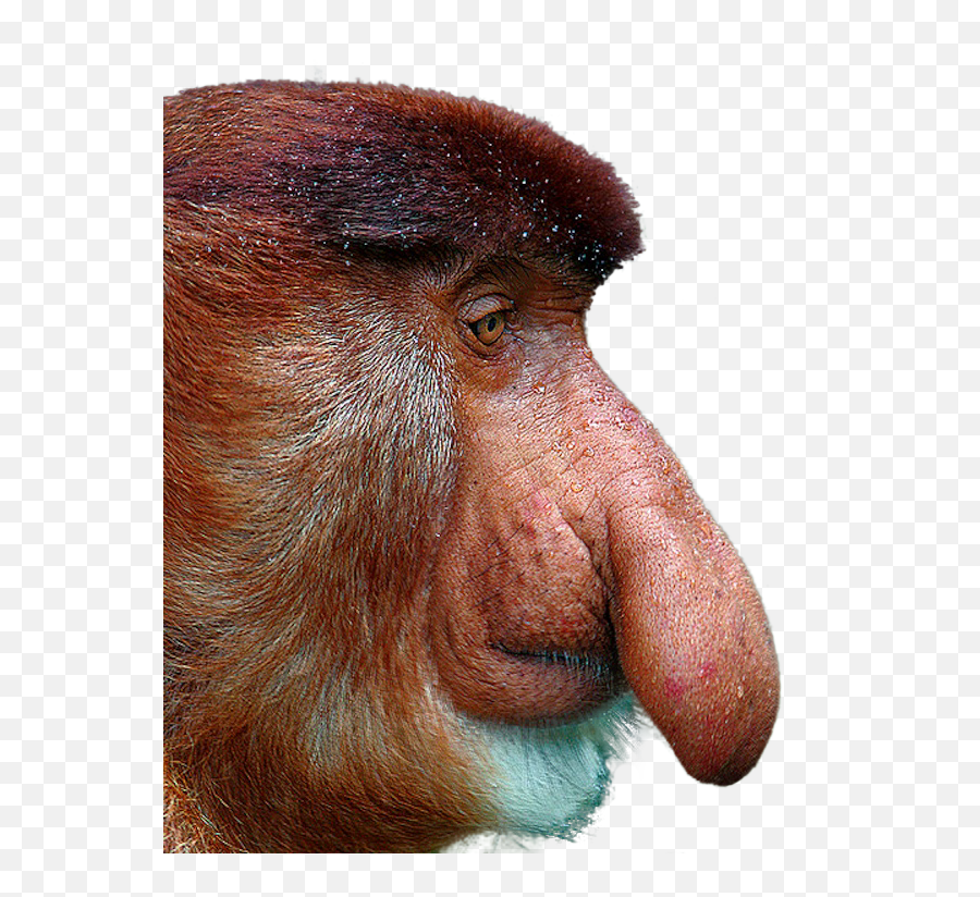 A Proboscis Monkey Cutouts - Dick On Head Emoji,Monkey Transparent Background
