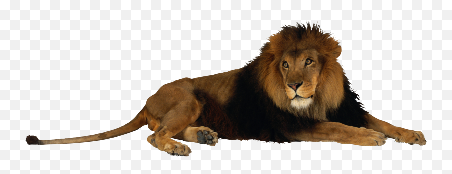 Lion Png Image - Lion Transparent Emoji,Lion Png