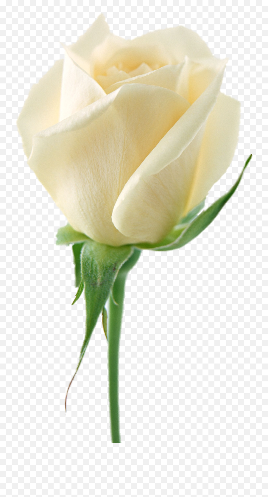 White Flower - Transparent Background White Rose Hd Png White Rose Image Download Emoji,Flowers Transparent Background