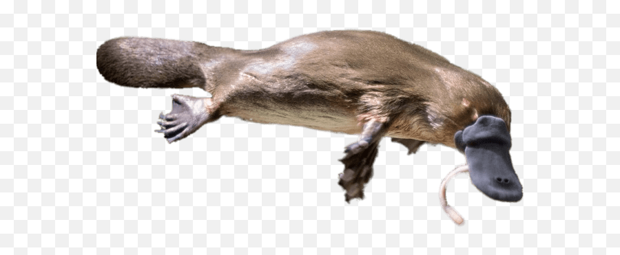 Platypus Eating A Worm Transparent Png - Stickpng Platypuses So Weird Emoji,Eating Png